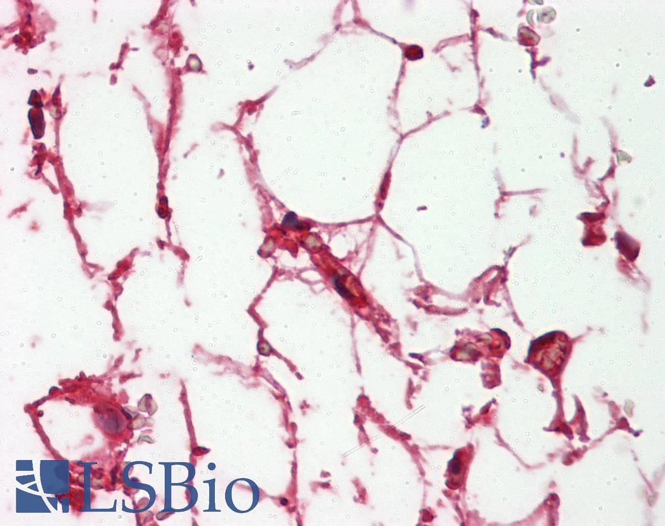 IHC-plus™ Complement C3c Antibody