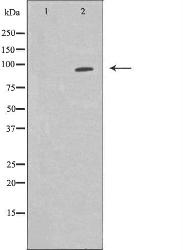 Polyclonal Rabbit anti-Human NF90 / ILF3 Antibody (IHC, WB)