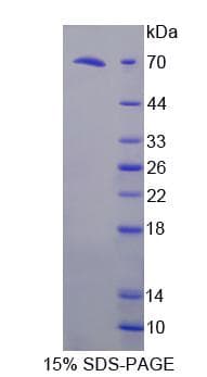 Mouse FKBPL Protein (Recombinant)