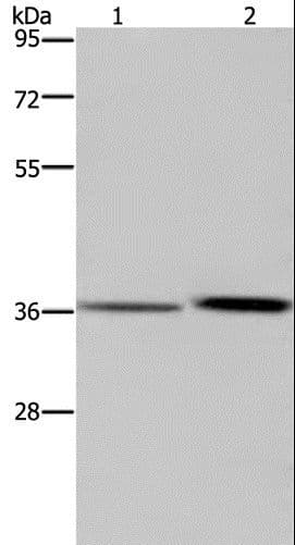 MAGEF1 Antibody