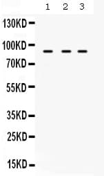 Polyclonal Rabbit anti-Human AFG3L2 Antibody (WB)