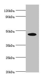 STK32A Antibody (aa1-166)