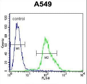 FOXN1 Antibody (aa350-378)