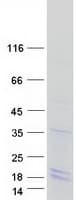 Human H2AFB1 Protein (Recombinant Myc-DDK (Flag))