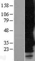 MRGPRF Protein (Over-Expression Lysate Myc-DDK (Flag))