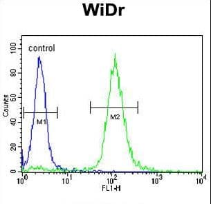 NTRK1 / TrkA Antibody
