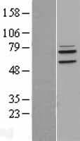 LETM1 Protein (Over-Expression Lysate Myc-DDK (Flag))