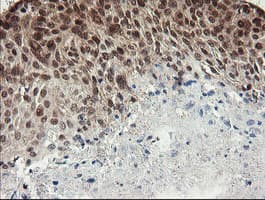 NUMB Antibody (clone OTI4F3, Carrier-free)