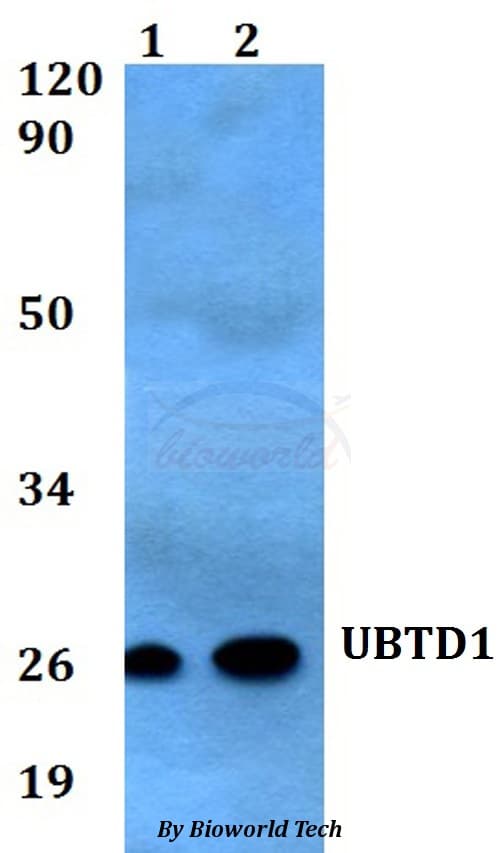 UBTD1 Antibody