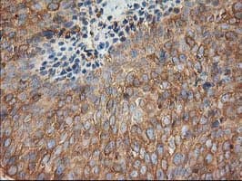 Monoclonal Mouse anti-Human TUBB4 / Tubulin Beta 4 Antibody (clone 6C2, Carrier-free, IHC, IF, WB)