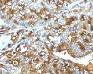 EMA / MUC1 Antibody (clone MUC1/955)