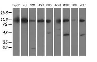 ERCC4 / XPF Antibody (clone OTI2A1)