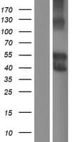 SIGLEC6 Protein (Over-Expression Lysate Myc-DDK (Flag))