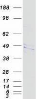 Human FLOT1 / Flotillin 1 Protein (Recombinant Myc-DDK (Flag))