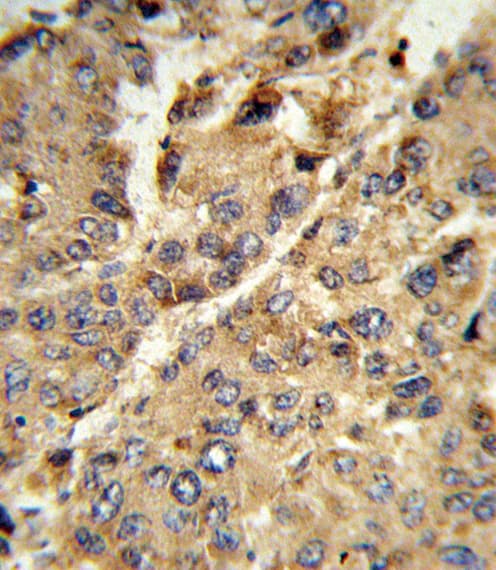 XDH / Xanthine Oxidase Antibody (aa206-234)
