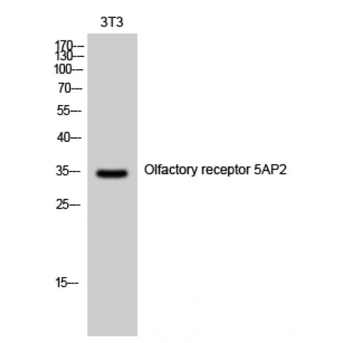 Polyclonal Rabbit anti-Human OR5AP2 Antibody (240-320 aa, C-terminal, IF, WB)