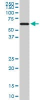 IHC-plus™ RAD18 Antibody (clone 3H7)
