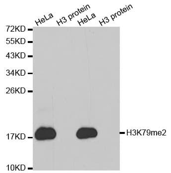 Histone H3 Antibody (Di-Methyl-Lys79)