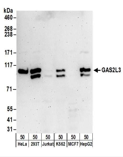 GAS2L3 Antibody (aa1-50)