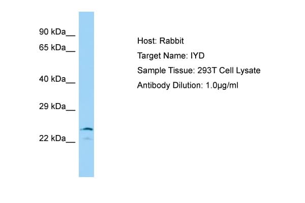 Polyclonal Rabbit anti-Human IYD Antibody (aa22-71, WB)