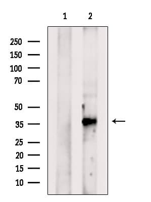 Polyclonal Rabbit anti-Human BHLHE22 / BHLHB5 Antibody (WB)