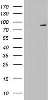 FGFR1 / FGF Receptor 1 Antibody (aa1-376, clone OTI6F8)