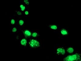 PBX1 Antibody (clone OTI1H5)