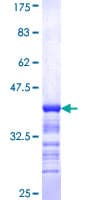 Human HNRNP-E2 / PCBP2 Protein (Recombinant GST, N-terminus)