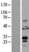 EMX2 Protein (Over-Expression Lysate Myc-DDK (Flag))