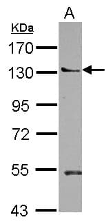 Polyclonal Rabbit anti-Human PLEKHA5 Antibody (N-Terminus, WB)