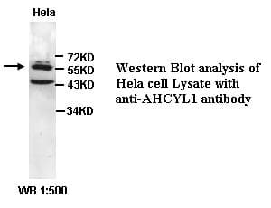 AHCYL1 / DCAL Antibody (C-Terminus)