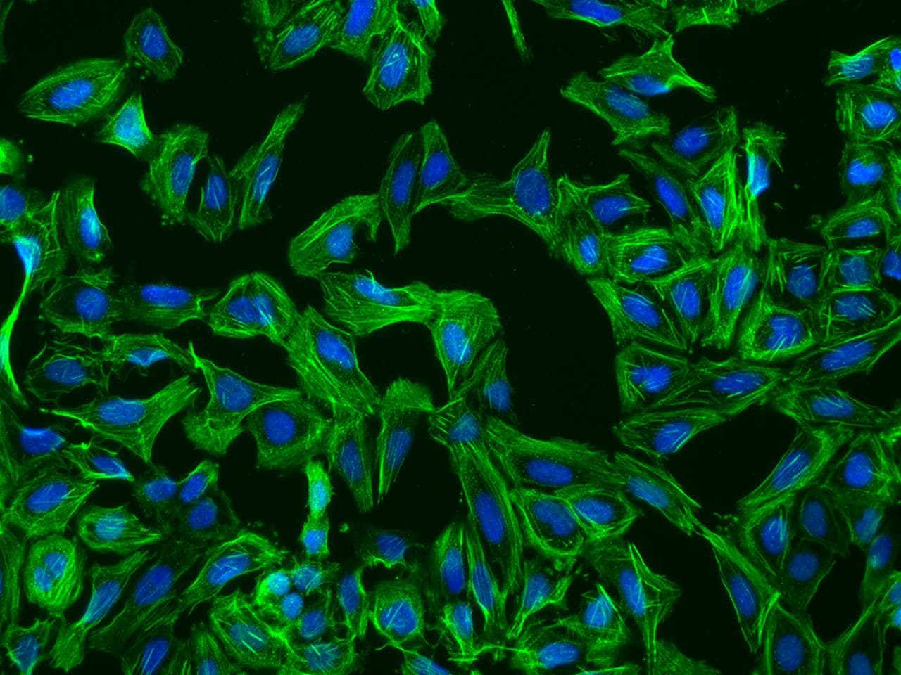 KLC3 Antibody