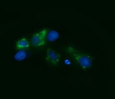 VIPERIN / RSAD2 Antibody (clone OTI4D12)