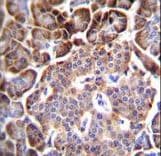 AQP12B / Aquaporin 12B Antibody (aa236-264)