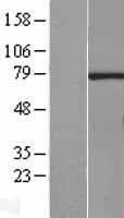RNGTT / HCAP Protein (Over-Expression Lysate Myc-DDK (Flag))