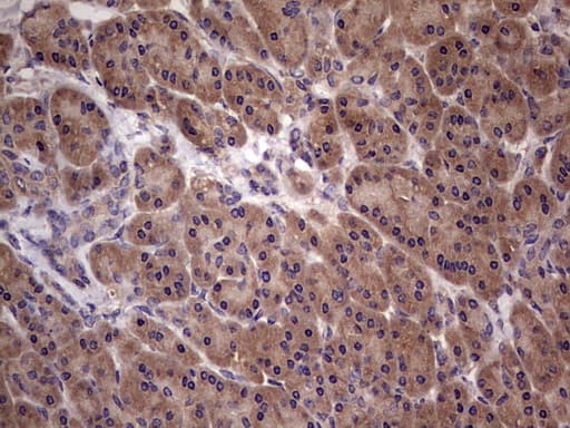 UFD1L Antibody (clone OTI8G6)
