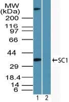 IHC-plus™ TCF19 / TCF-19 Antibody (aa259-274)