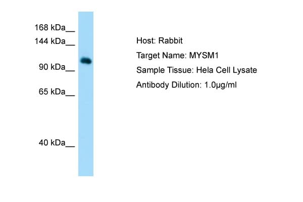 MYSM1 Antibody (aa145-194)