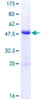 Human BIN3 Protein (Recombinant GST)