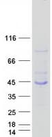 Human MAB21L3 / C1orf161 Protein (Recombinant Myc-DDK (Flag))