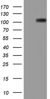 NCAM / CD56 Antibody (aa20-718, clone OTI1A3, Carrier-free)