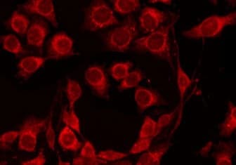 GPR4 Antibody