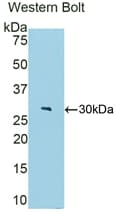 FBLN4 / EFEMP2 Antibody (aa182-431, PE)