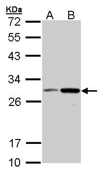 NQO1 Antibody (aa213-274)