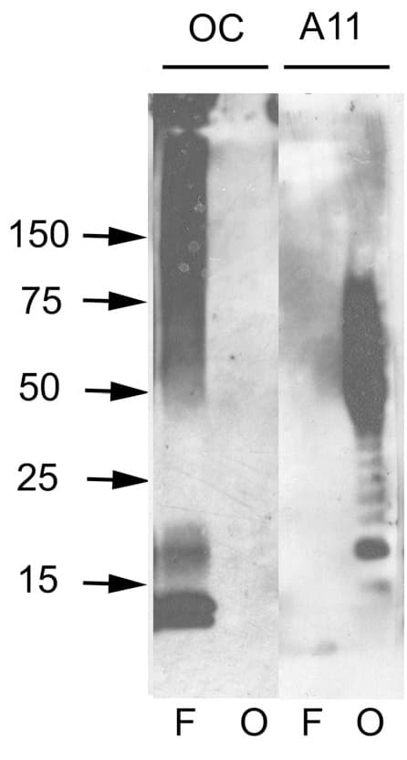 Amyloid Oligomers Antibody