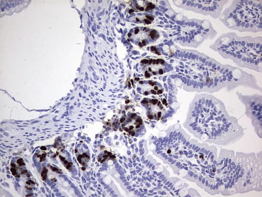 Monoclonal Rat anti-Human IdU / Iododeoxyuridine Antibody (clone 5B6, IHC)
