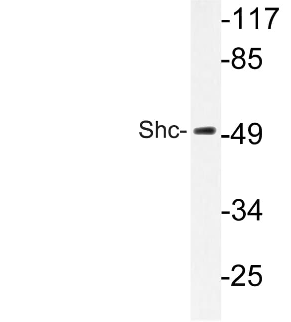 p66 / SHC Antibody (Glu343)