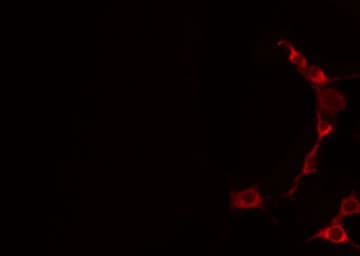 TNFSF9 / CD137L Antibody