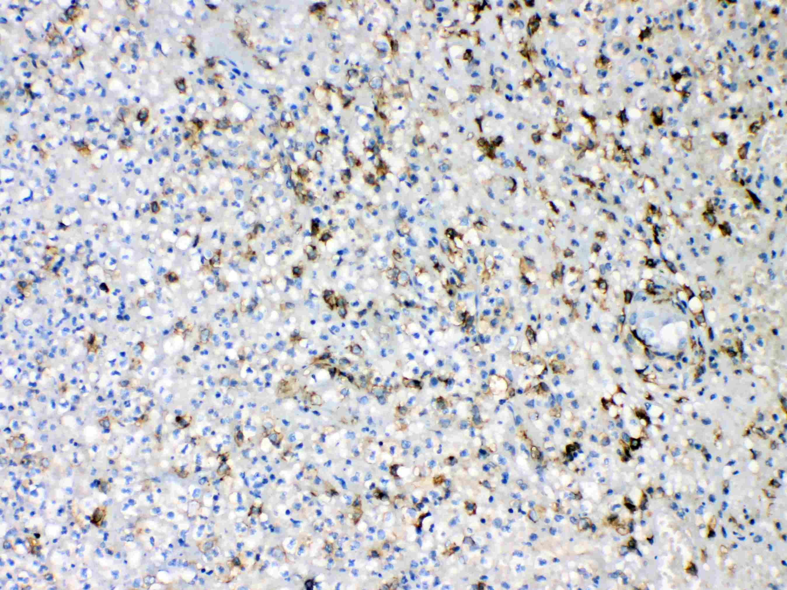 AIF1 / IBA1 Antibody