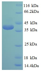 Human CREB1 / CREB Protein (Recombinant 6His, N-terminus)